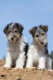 FOX TERRIER 243